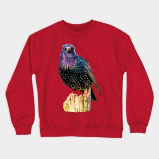 Starling Crewneck Sweatshirt